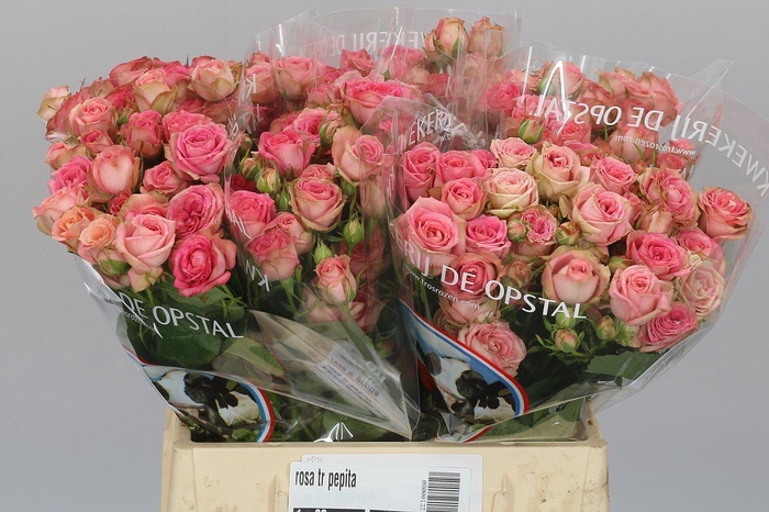 <h4>R Tr Pepita</h4>