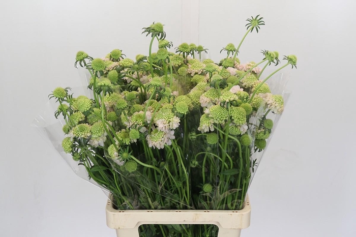 <h4>Scabiosa atropurpurea French Vanilla Bon Bon Scoop</h4>