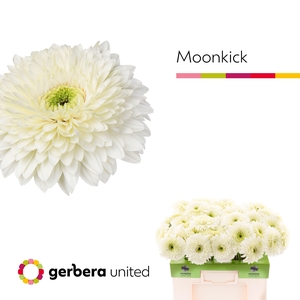 Gerbera Pomponi Moon Kick Water