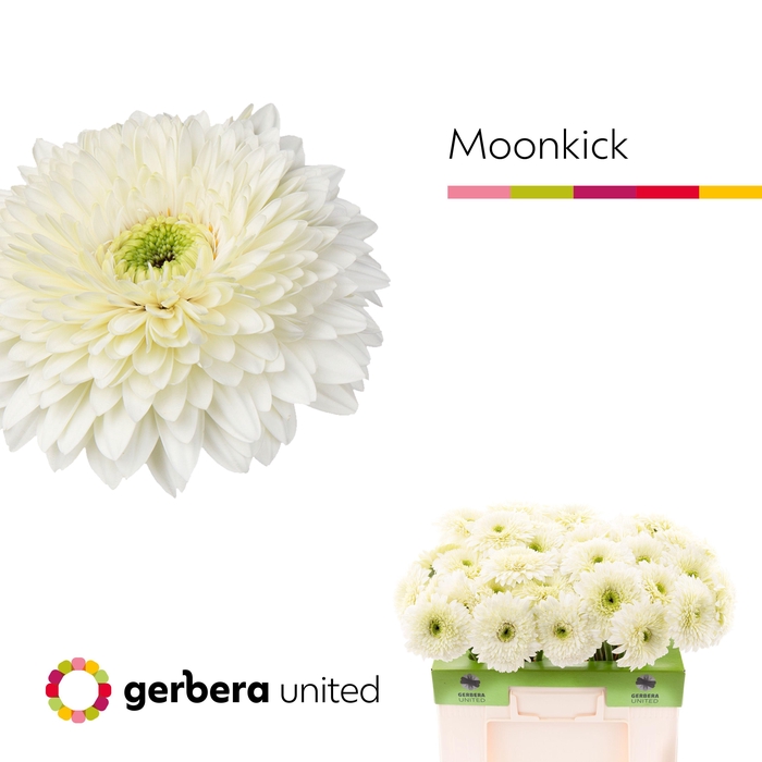 <h4>Gerbera Pomponi Moon Kick Water</h4>