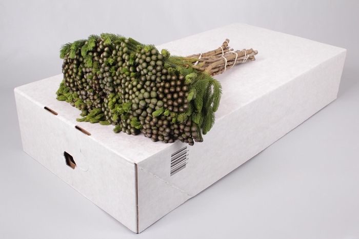 <h4>Cape Green Albiflora</h4>