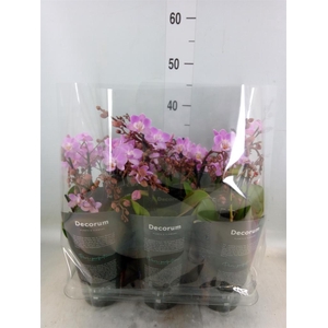 Phalaenopsis multi.   ...rose