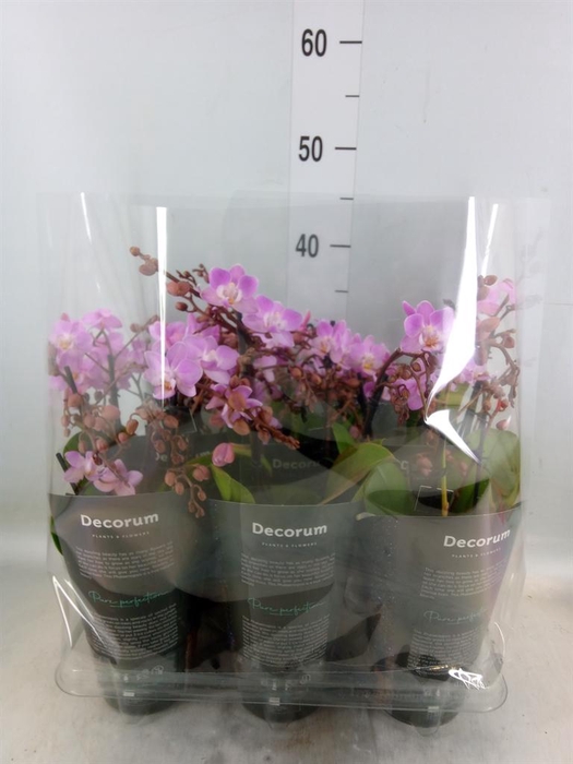 <h4>Phalaenopsis multi.   ...rose</h4>