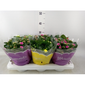 Kalanchoe blos.   ..rosebud mix  4