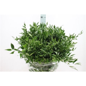Ruscus Middel 120 Gram