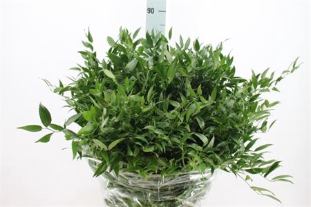 <h4>Ruscus Middel 120 Gram</h4>