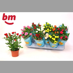 RO B MONDE GEM 7 SRT