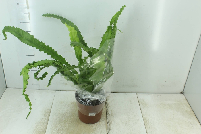 <h4>ASPLENIUM OSAKA CRESPO P19</h4>