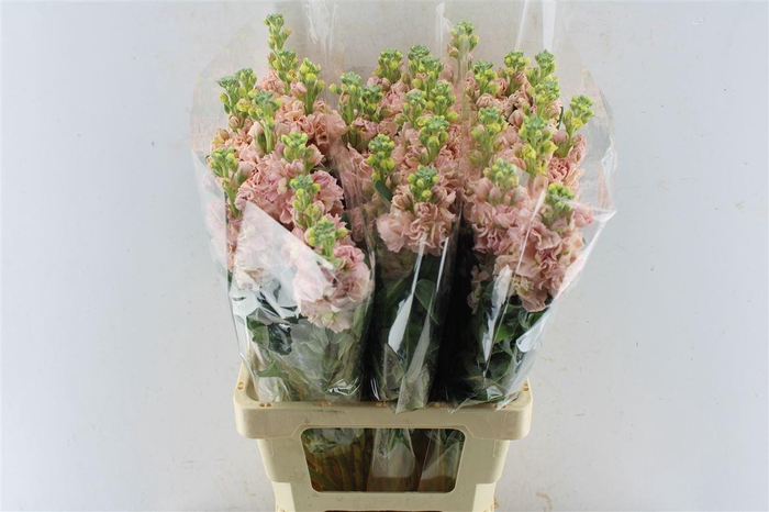 <h4>Matth Iron Apricot</h4>