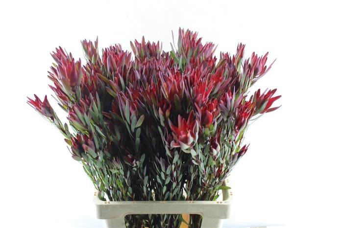 <h4>Leucad Sal Blush Ex</h4>