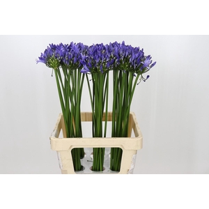 Agapanthus Uri