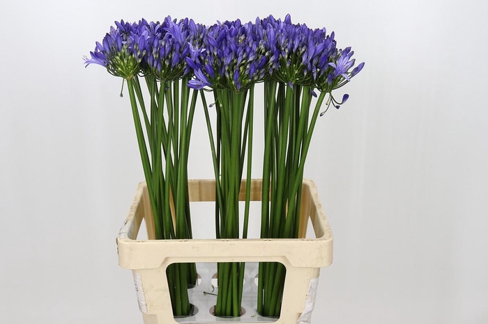 <h4>Agapanthus Uri</h4>