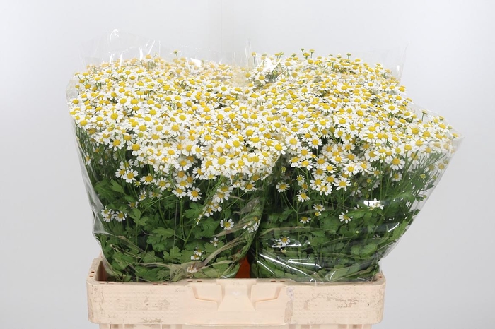 <h4>Tanacetum Pa Single Vegmo</h4>