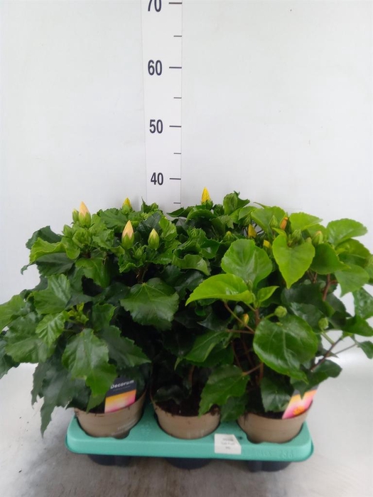 <h4>Hibiscus rosa-sin. 'T Frutti' ..mix</h4>