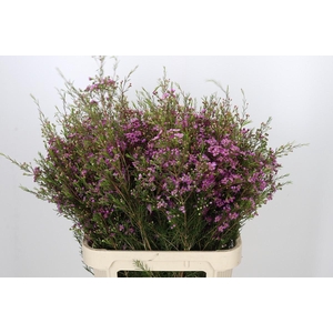 Chamelaucium Eden