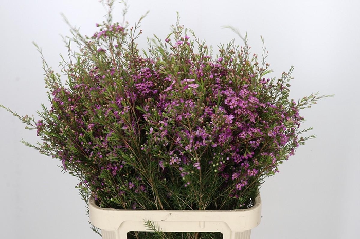 Chamelaucium Eden