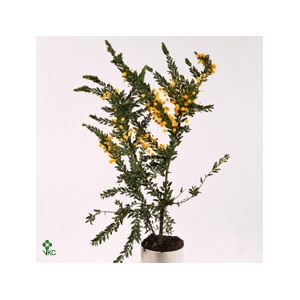 Acacia armata