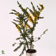 <h4>Acacia armata</h4>