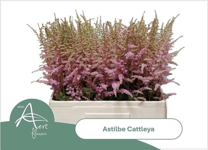 <h4>ASTIL AR CATTLEYA</h4>