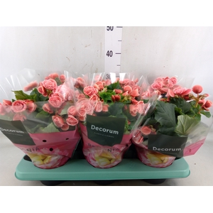 Begonia elat. DU 'Borias'