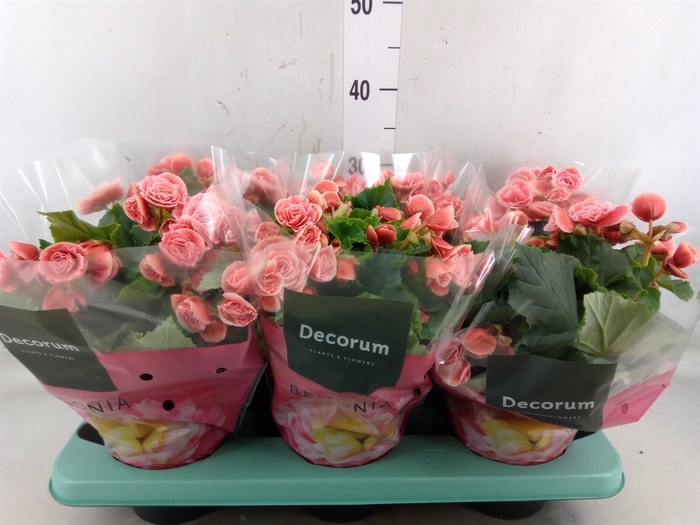 <h4>Begonia elat. DU 'Borias'</h4>