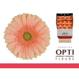 Gerbera Pre-Extase Diamond