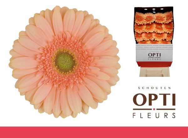 <h4>Gerbera Pre-Extase Diamond</h4>