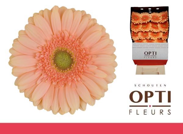 <h4>Gerbera Pre-Extase Diamond</h4>