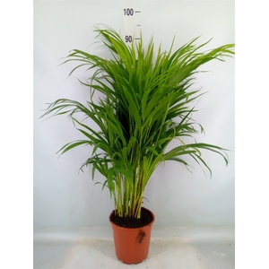 Dypsis lutescens   ...Chrysalidoca