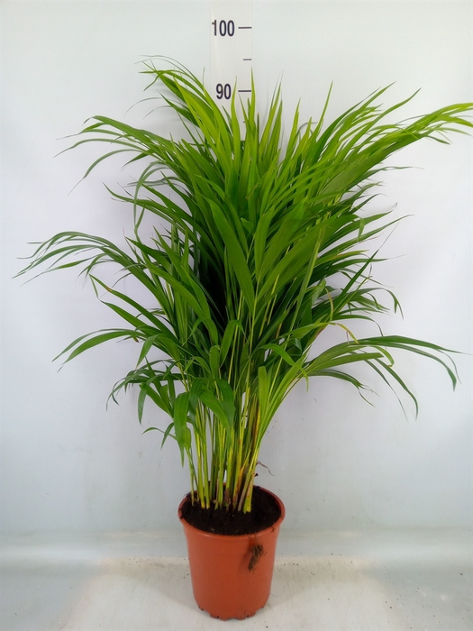 <h4>Dypsis lutescens   ...Chrysalidoca</h4>