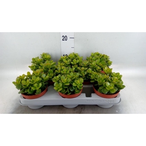 Crassula ovata 'Minor'