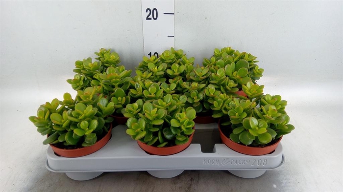 <h4>Crassula ovata 'Minor'</h4>