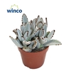 Kalanchoe Tomentosa