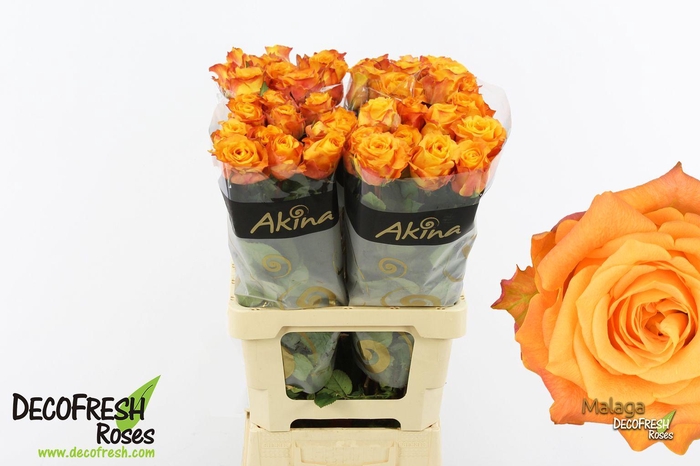 <h4>R Gr Malaga</h4>