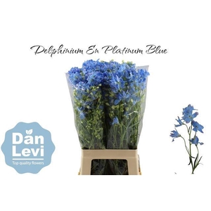 DELPH EN M PLAT BLUE