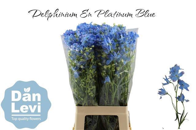 <h4>DELPH EN M PLAT BLUE</h4>