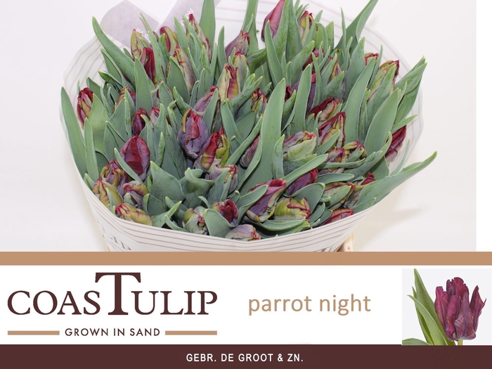 <h4>TU PA PARROT NIGHT</h4>