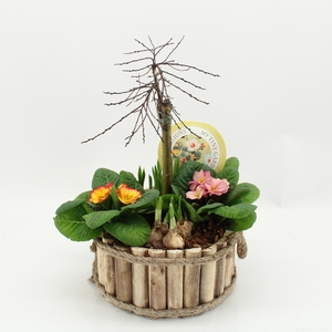 MTG-SA-03 My Tiny Garden Salix