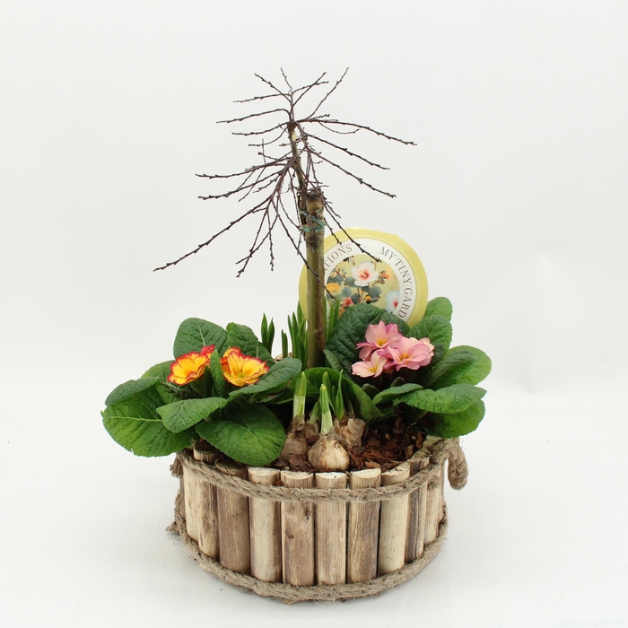 <h4>MTG-SA-03 My Tiny Garden Salix</h4>