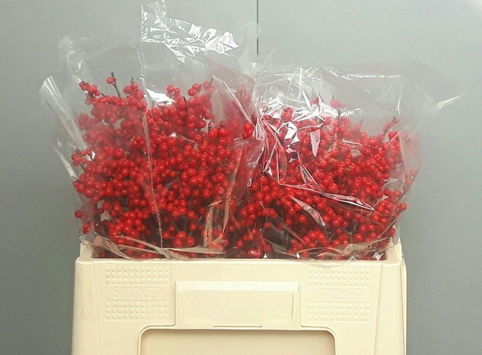 <h4>ILEX VE RODE BES</h4>