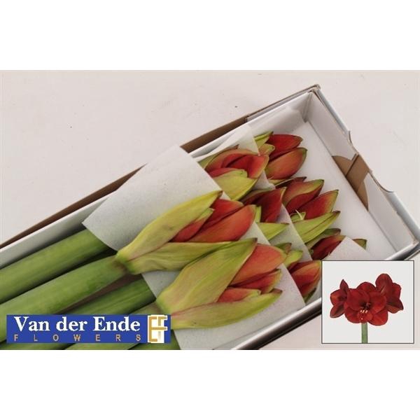 <h4>HIPP GA FERRARI</h4>