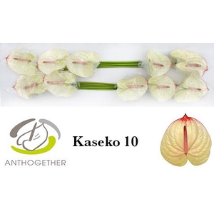 Anthurium Kaseko
