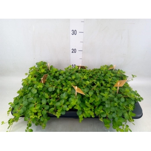 Peperomia rotundifolia