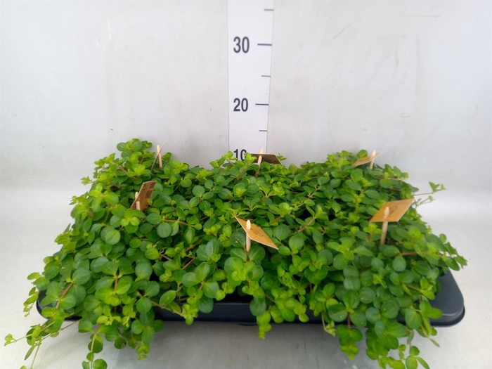 <h4>Peperomia rotundifolia</h4>