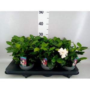 Gardenia jasminoides