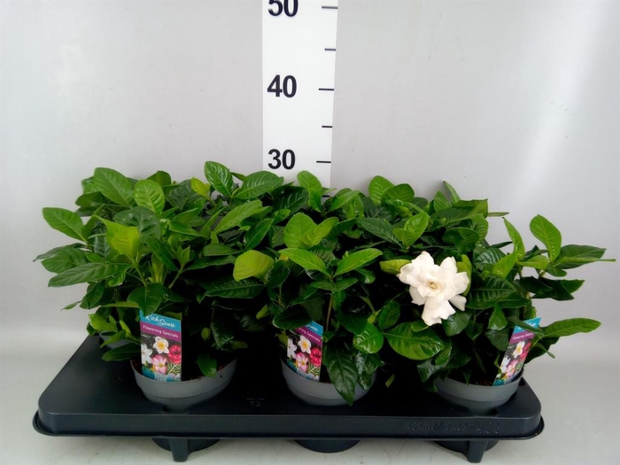 <h4>Gardenia jasminoides</h4>
