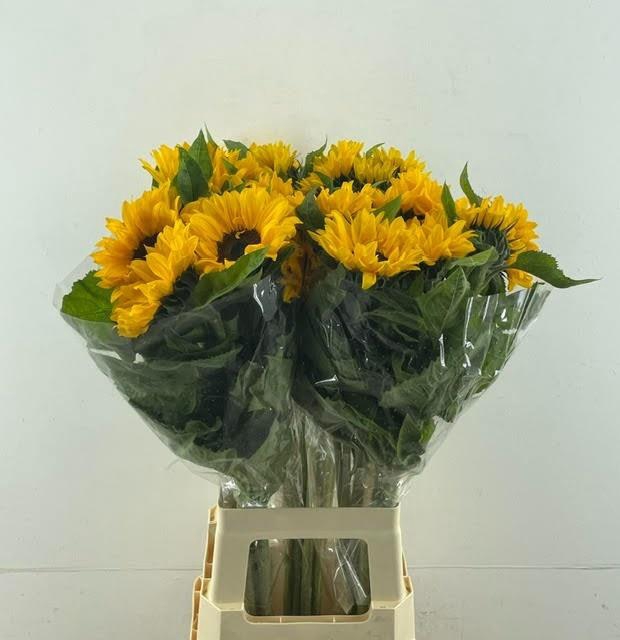 <h4>HELI SUNRICH ORANGE</h4>