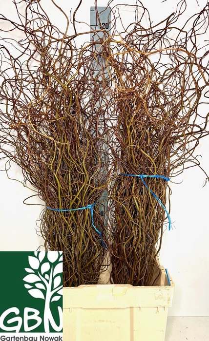 <h4>Salix Ov Bs</h4>