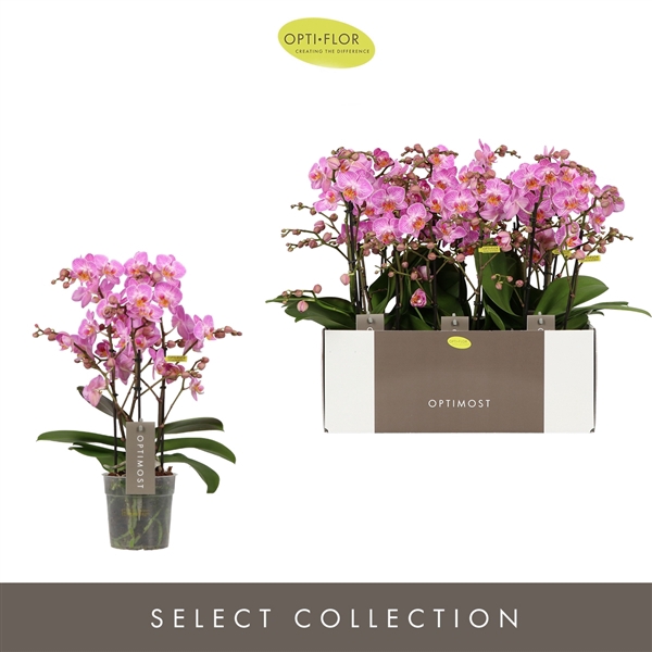 <h4>Phalaenopsis Multifloratypes Honeybee</h4>