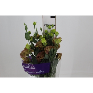 LISIANTHUS ROSANNE TERRACOTA